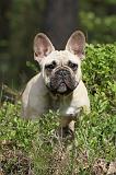 BOULEDOGUE FRANCAIS 433